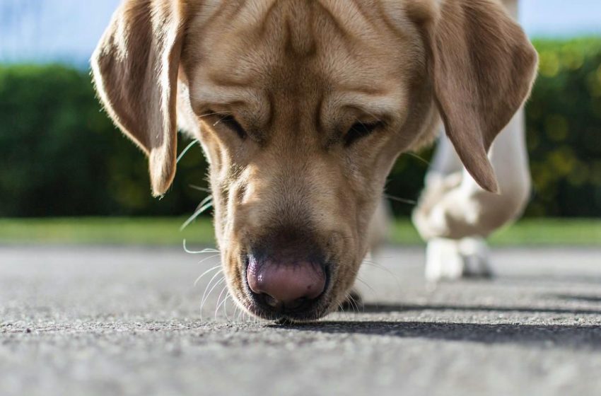  ¡Histórico! China prohíbe criar perros para su consumo humano