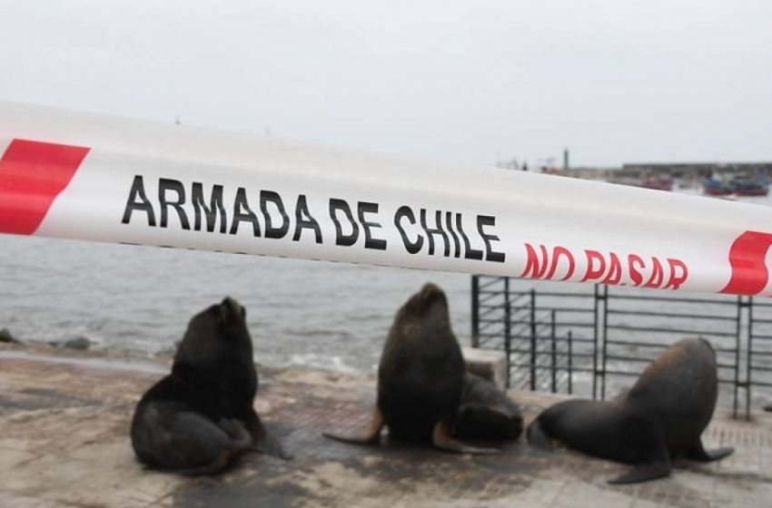  Lobos marinos se toman paseo peatonal de Antofagasta