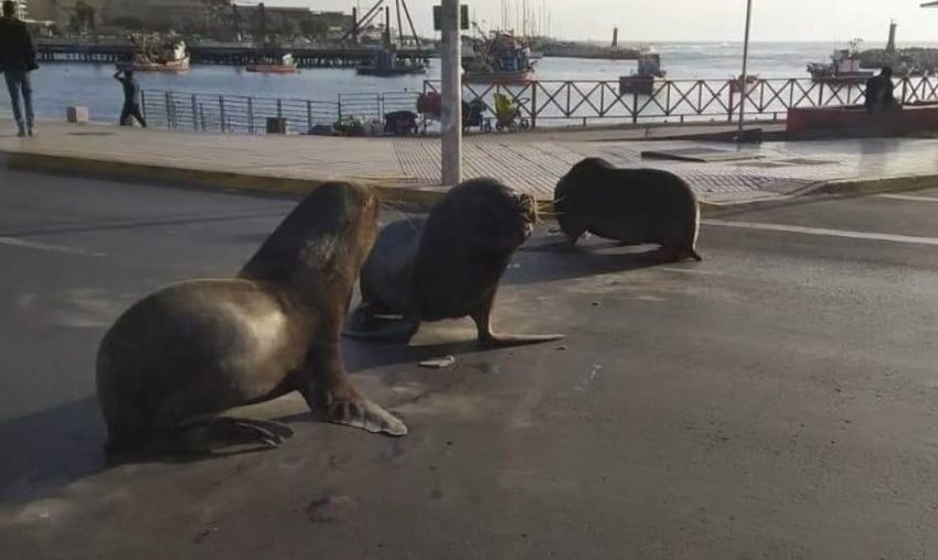  Lobos Marinos bloquearon el tránsito en Antofagasta