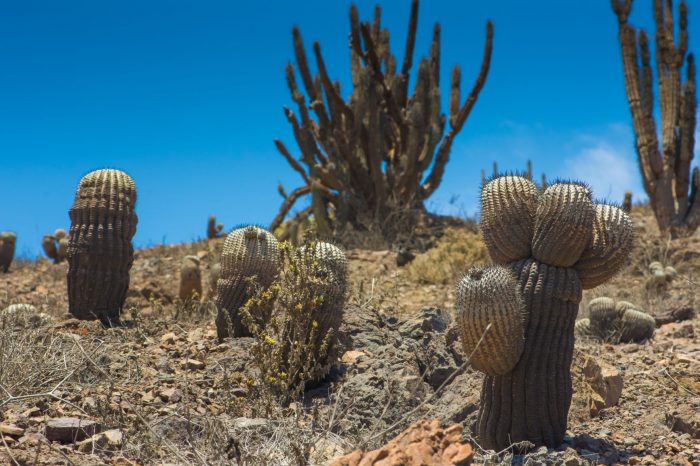  Desarrollan estudio para conservar la flora costera en riesgo de extinción de la región de Antofagasta