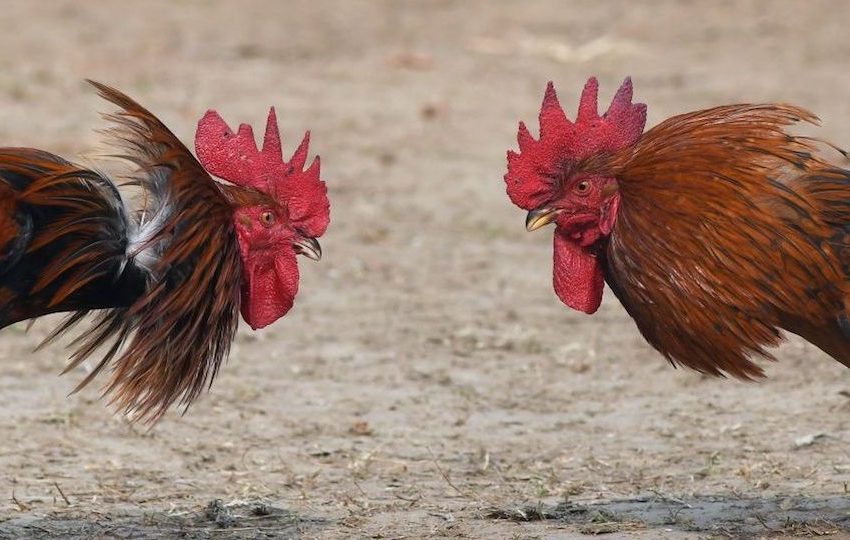  Carabineros sorprendió en plena cuarentena pelea de gallos en sector norte de Antofagasta