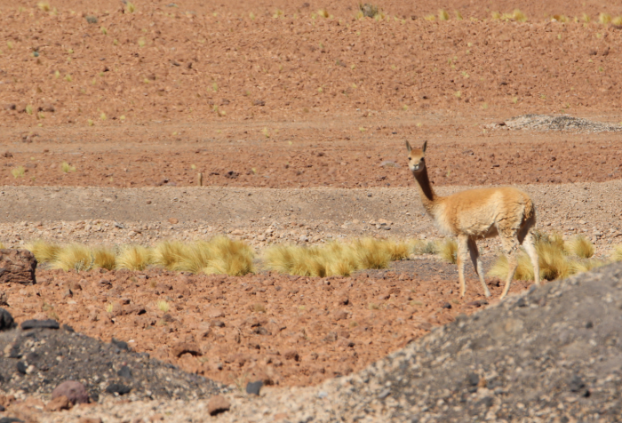  Lanzan campaña por la preservación de fauna local