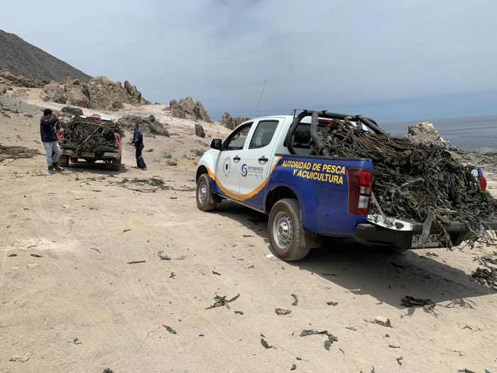  Sernapesca Antofagasta decomisa 550 kilos de algas barreteadas en Tocopilla