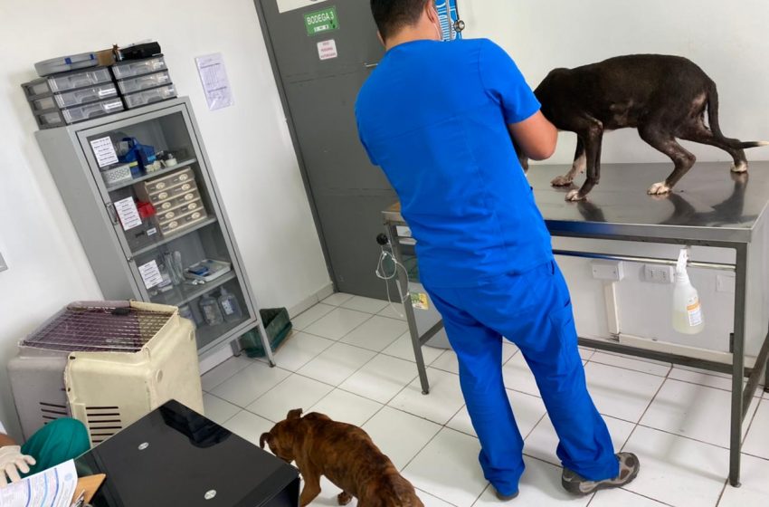  Detienen a sujeto por maltrato animal en Antofagasta