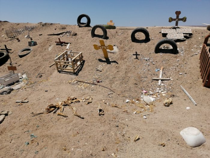  Detectan inminente riesgo sanitario en cementerios de mascotas en Antofagasta