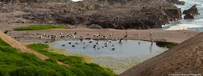  Región de Antofagasta tendrá su primer humedal urbano