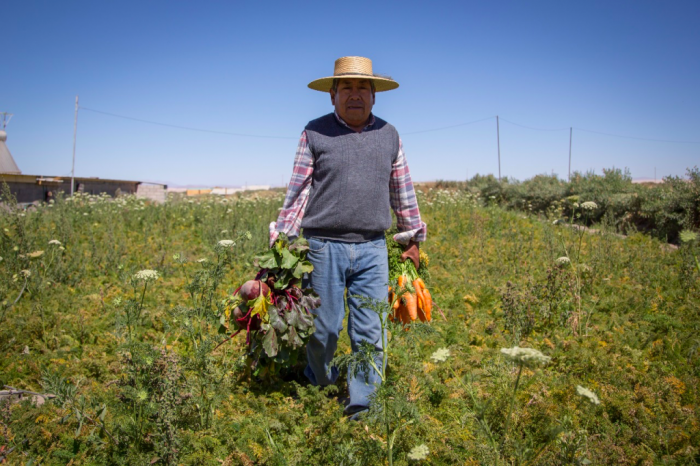  Agricultores de Chiu Chiu inician cultivos hidropónicos: ahorran un 80% de agua en producción