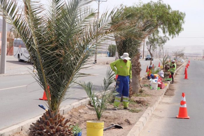  Consiguen histórico subsidio de mantención de áreas verdes en Calama