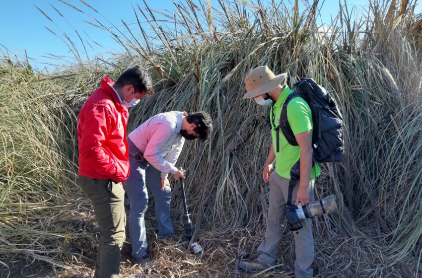  Avanzan gestiones para proteger humedales “La Negra” y “Salar del Carmen” de Antofagasta