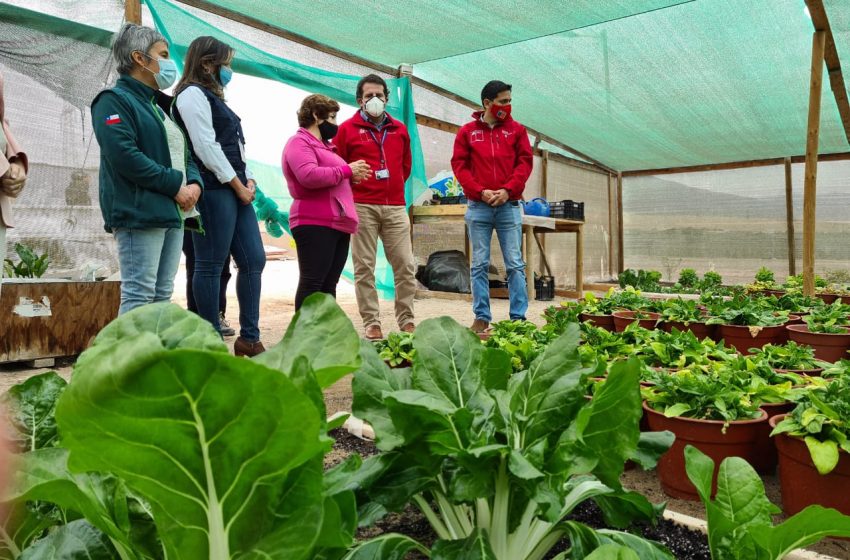  Agricultura regional: Intendente visita a productores de El Loa