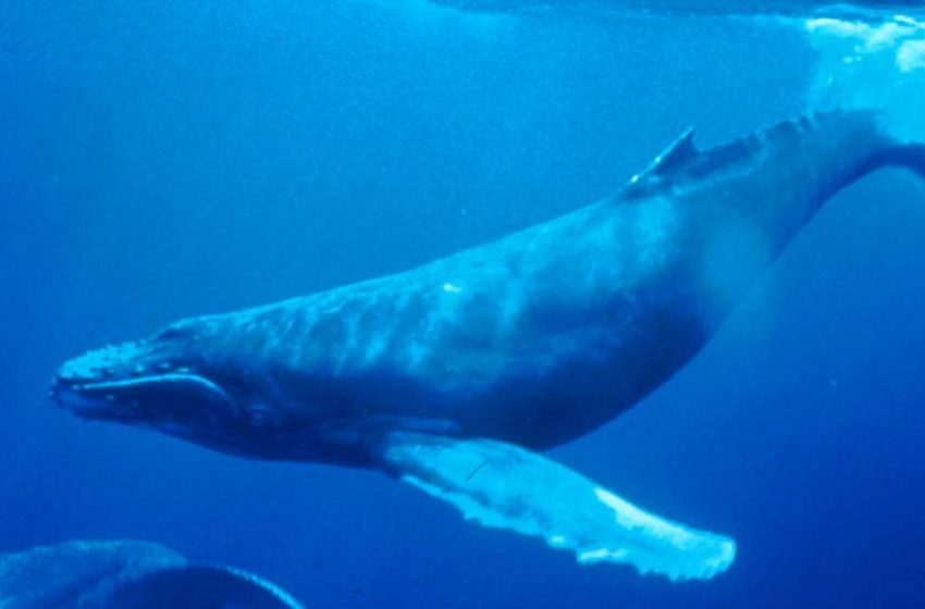  Festival de la Ballena de Mejillones: Este domingo CIFAMAC realizará la actividad de cierre