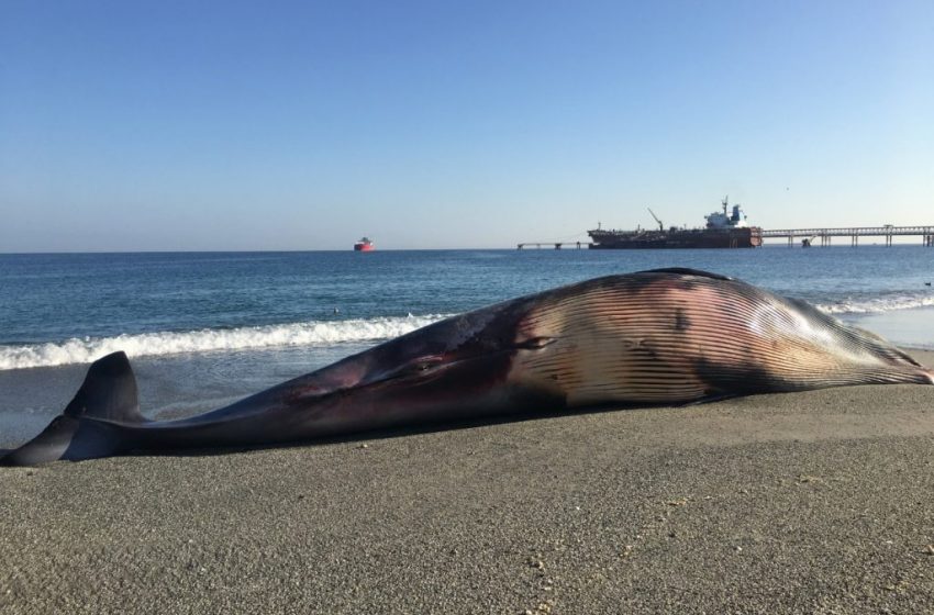  Expertos proponen medidas para evitar colisiones de ballenas contra navíos en Mejillones