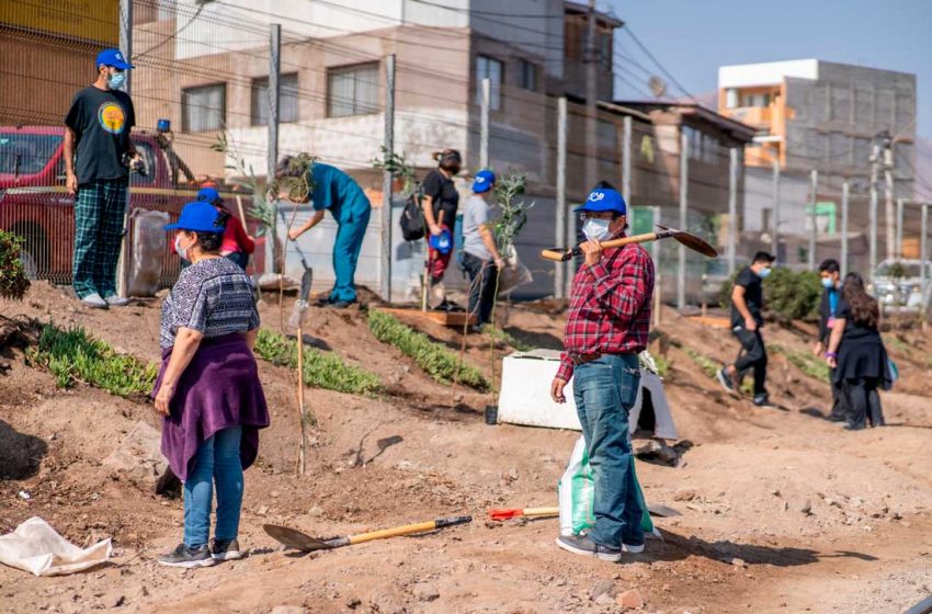  Más de 300 árboles han sido plantados gracias a la campaña “Un niño, un árbol” en Antofagasta