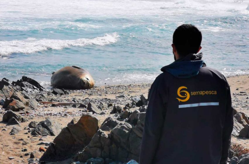  Sernapesca llama a no acercarse a elefante marino en Taltal