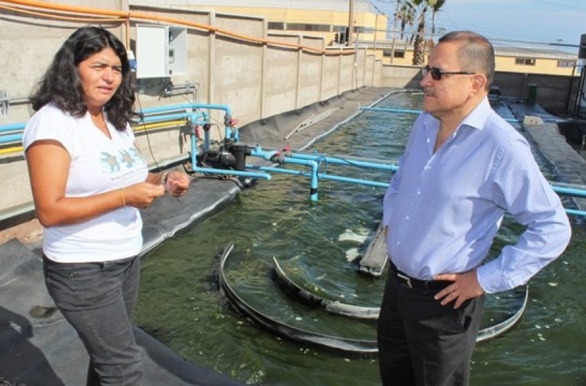  Con microalgas nativas buscan remediar aguas residuales en Antofagasta