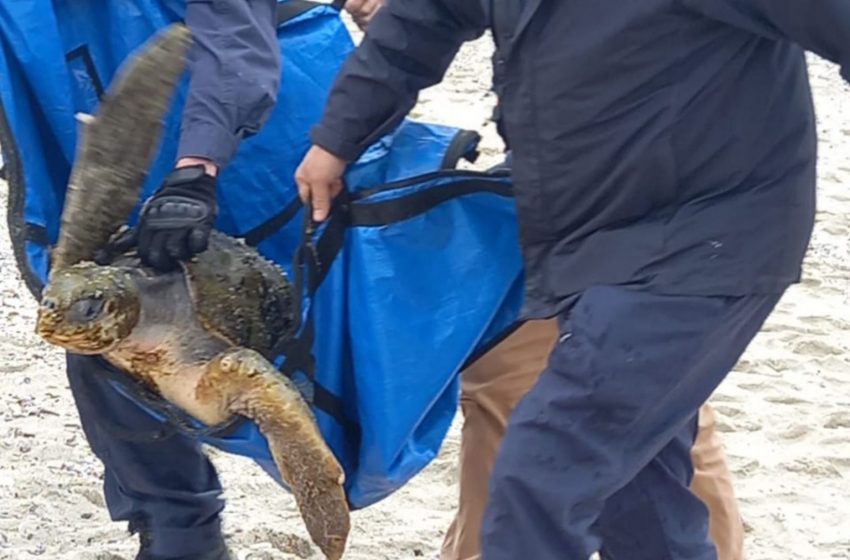  Tortuga fue rescatada en el Balneario Municipal de Antofagasta