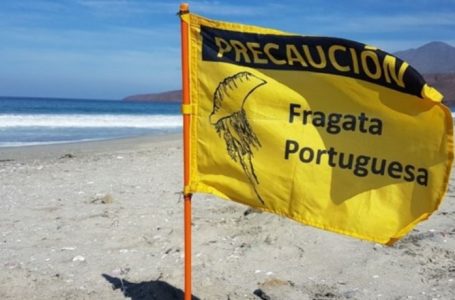 Fragata portuguesa son halladas en la costa de Tocopilla
