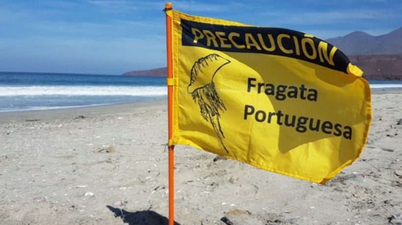  Fragata portuguesa son halladas en la costa de Tocopilla