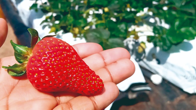 Emprendedor agrícola impulsa cultivo de frutillas con técnicas hidropónicas en Alto La Portada de Antofagasta