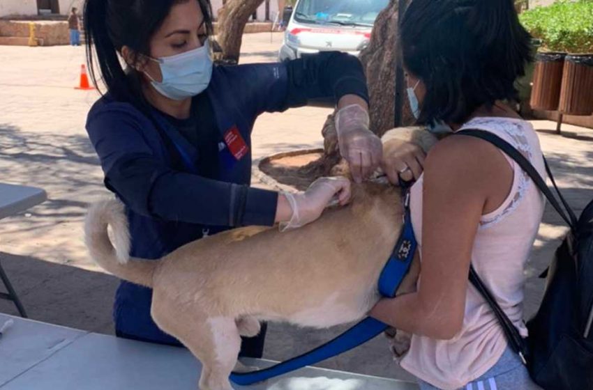  San Pedro de Atacama: salud vacuna a más de 400 mascotas