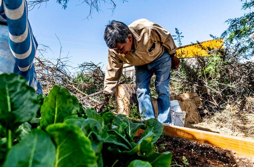  Huertos Familiares: más de 100 vecinos del Salar de Atacama cultivan sus propias hortalizas en el hogar