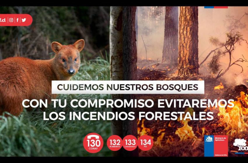  “Cuidemos nuestros bosques”: CONAF lanza campaña de prevención de incendios forestales 2021-2022