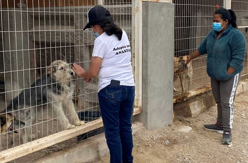  Minera El Abra inicia proyecto por la tenencia responsable de mascotas en Calama
