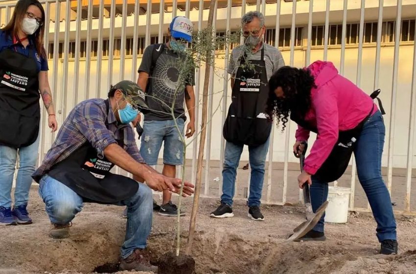  Antofagasta: parte tercera etapa del programa de arborización del Paseo Cerro a Mar en Villa Las Condes