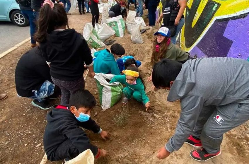 Antofagasta: vecinos de Villa Las Condes recuperan espacios públicos plantando nuevos árboles
