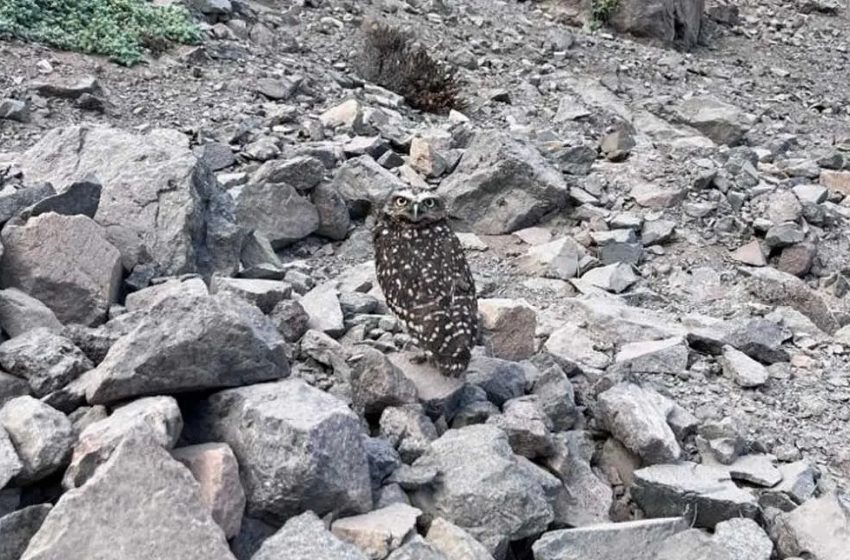  Aves rapaces fueron liberadas en Reserva Nacional La Chimba de Antofagasta