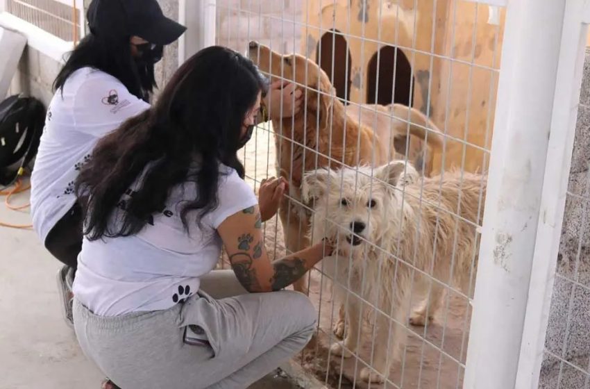  Fundación Anastasia recibe ocho caniles para apoyar el cuidado de perros vagos en Calama