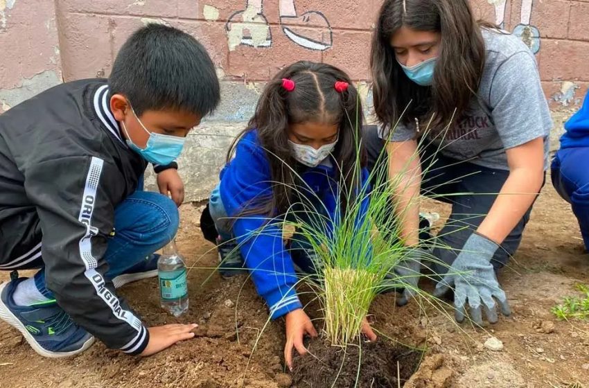  Antofagasta: niñas y niños apadrinar árboles del Barrio Lautaro
