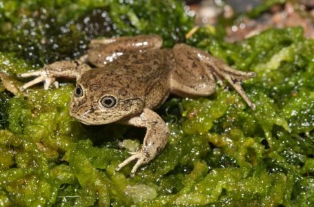Firman Convenio de Colaboración para Proyecto de Conservación de la Ranita del Río Loa