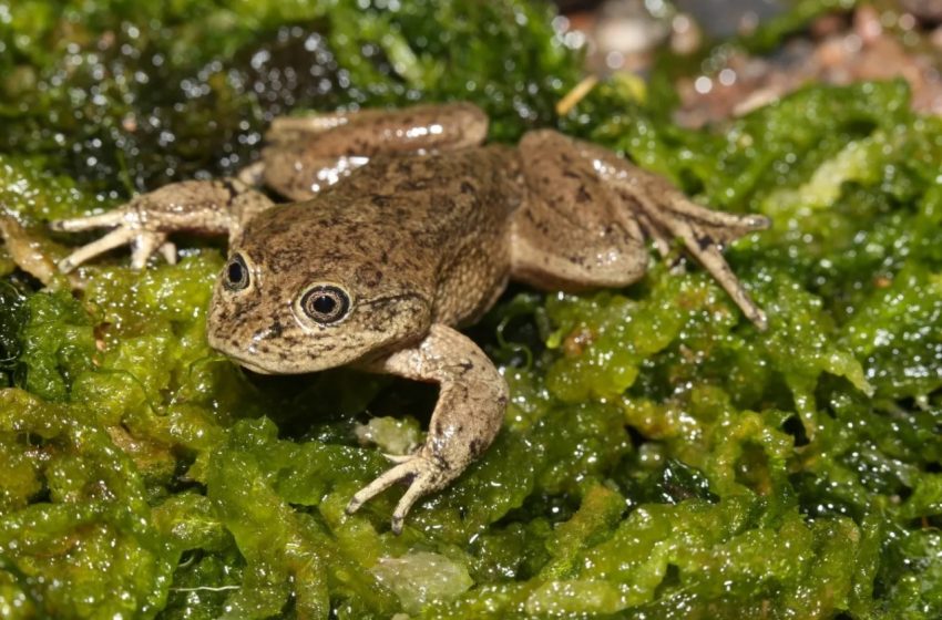  Firman Convenio de Colaboración para Proyecto de Conservación de la Ranita del Río Loa