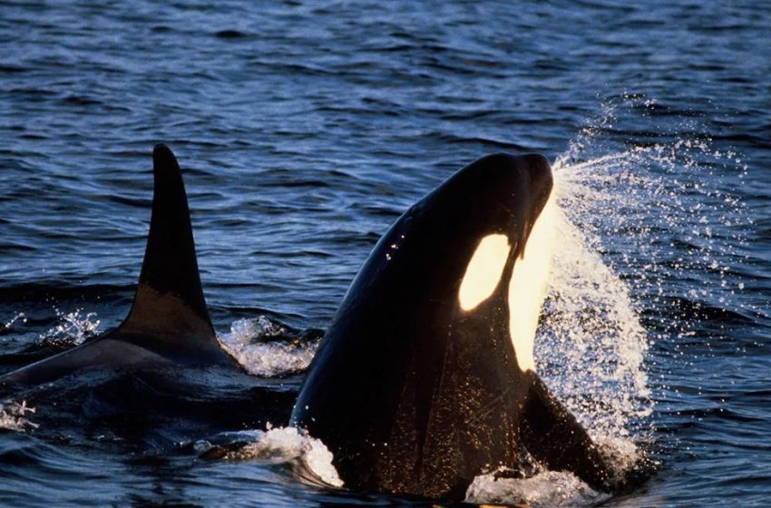  Estudio revela que ballenas orcas desarrollan inédita estrategia de caza en la región de Antofagasta