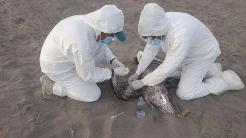  SAG confirma caso positivo de influenza aviar en Antofagasta