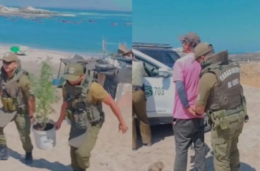  [VIDEO] Sujeto tenía 21 matas de marihuana al interior de una toma en playa de Antofagasta