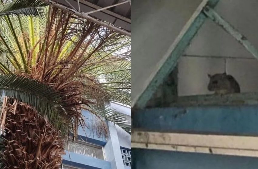  Antofagasta: Salud ordena poda de palmeras en liceo tras aparición de ratón en comedor