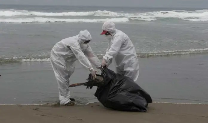  Alcalde Velásquez propone “cerrar playas” de Antofagasta ante avance de gripe aviar