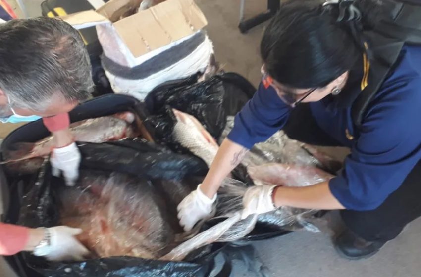  Antofagasta: trasladaban 580 kilos de pescado en maletas al interior de un bus interurbano