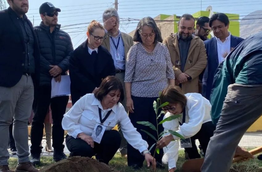  “Árboles por la Memoria”: plantan especies arbóreas nativas en Antofagasta en homenaje a víctimas de la dictadura