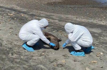 Cerca del 42% de los lobos marinos muertos por gripe aviar en el país vararon en la región de Antofagasta