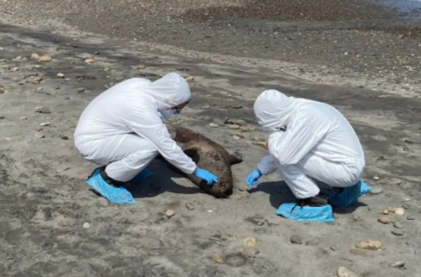  Cerca del 42% de los lobos marinos muertos por gripe aviar en el país vararon en la región de Antofagasta