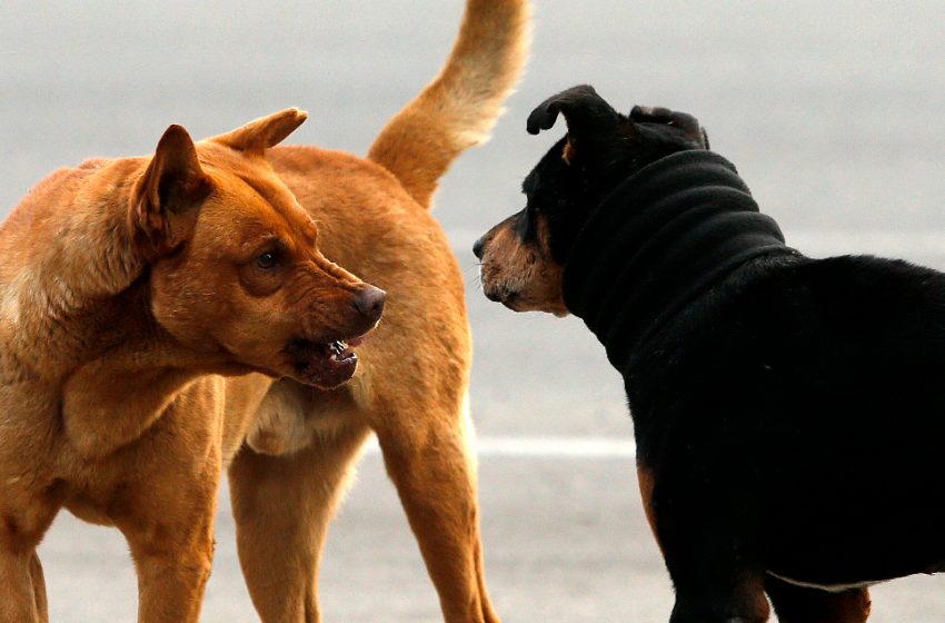  Seremi de Salud de Antofagasta descarta aplicar eutanasia a perros abandonados