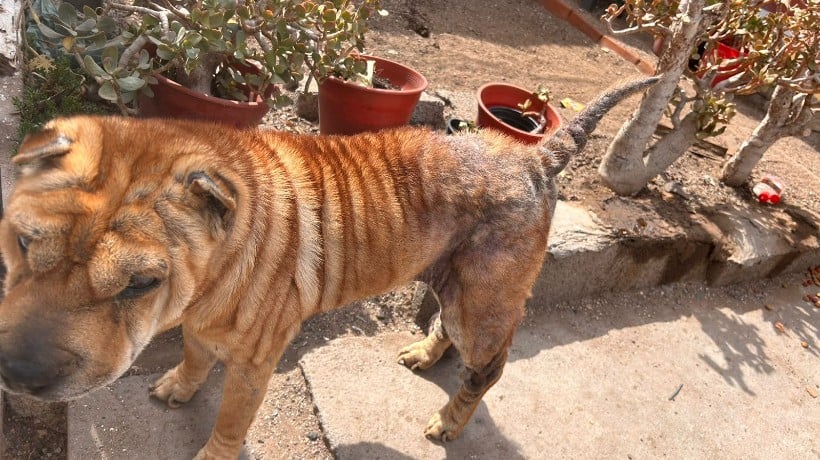  Investigación de la PDI en Antofagasta rescata a perros en estado de maltrato y detiene a responsables