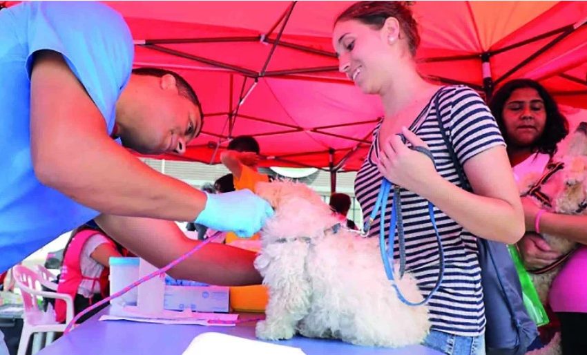  ¡Protege a tu fiel compañero! Arranca la campaña ‘Chipea a tu Mascota’ en Antofagasta