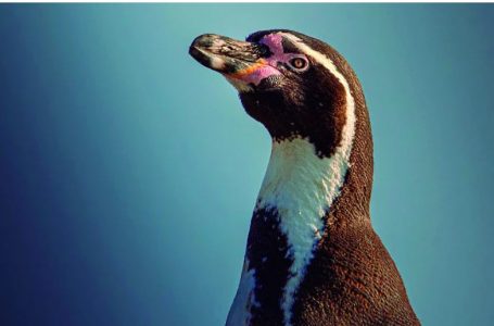 Encuentran áreas destacadas para avistamiento de pingüinos en Antofagasta