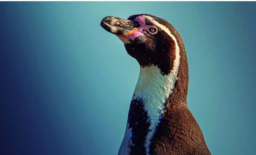  Encuentran áreas destacadas para avistamiento de pingüinos en Antofagasta