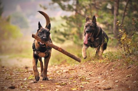 Los dispositivos vestibles para mascotas: tecnología al servicio de la salud animal