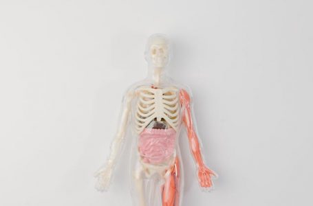 Trasplantes de órganos impresos en 3D: el futuro ya se está probando en laboratorios